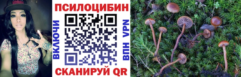 Псилоцибиновые грибы Psilocybe  Купить где  Белёв 